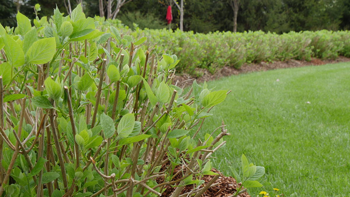 Why Isn't My Hydrangea Blooming? 5 Possible Reasons