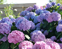 Transport Yourself To Cape Cod With These 3 Hydrangeas