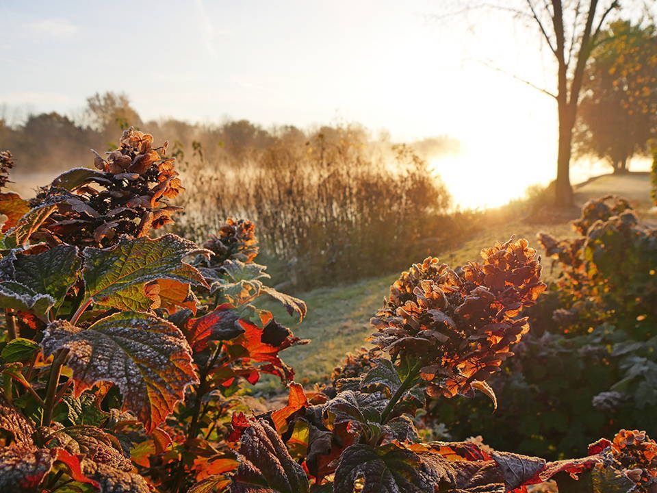 Beautiful orange and red hydrangeas in a fall garden hedge
