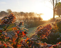Beautiful orange and red hydrangeas in a fall garden hedge