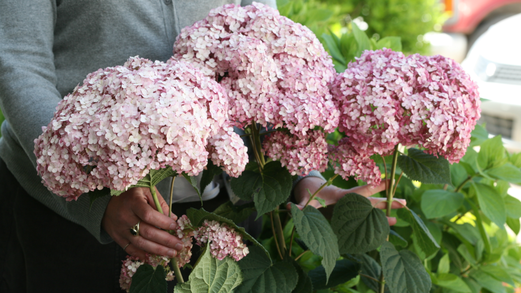 Woman holding large pink hydrangea flowers