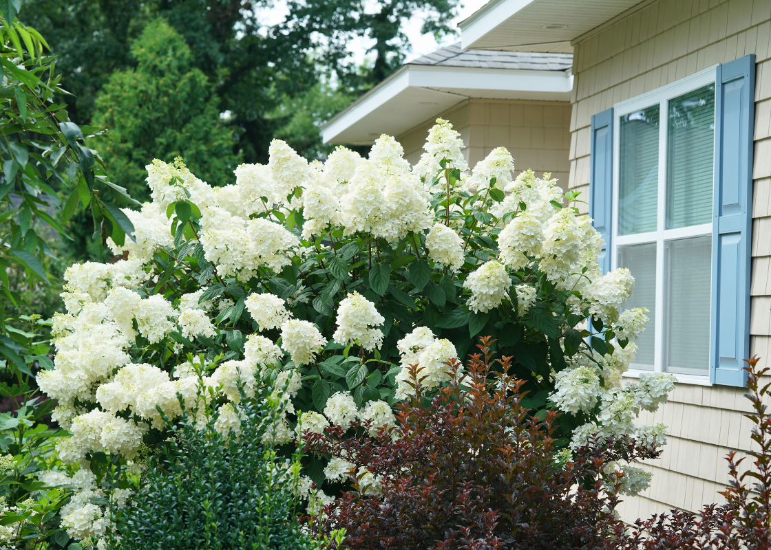 Fluffy white panicle hydrangeas planted near a house
