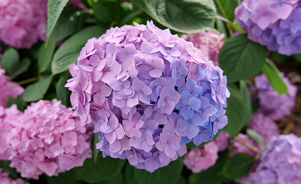 Bigleaf hydrangea flower with pink, purple, and blue hues