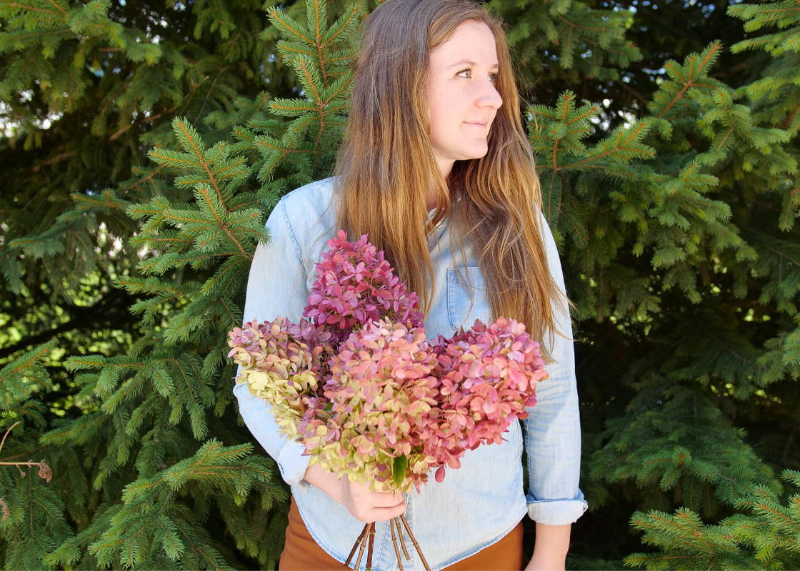How To Dry Hydrangea Flowers In 3 Easy Steps