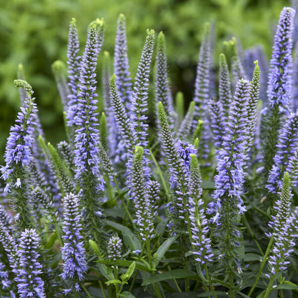 Magic Show® 'Ever After' Spike Speedwell (Veronica Magic Show) flowers are lavender blue.