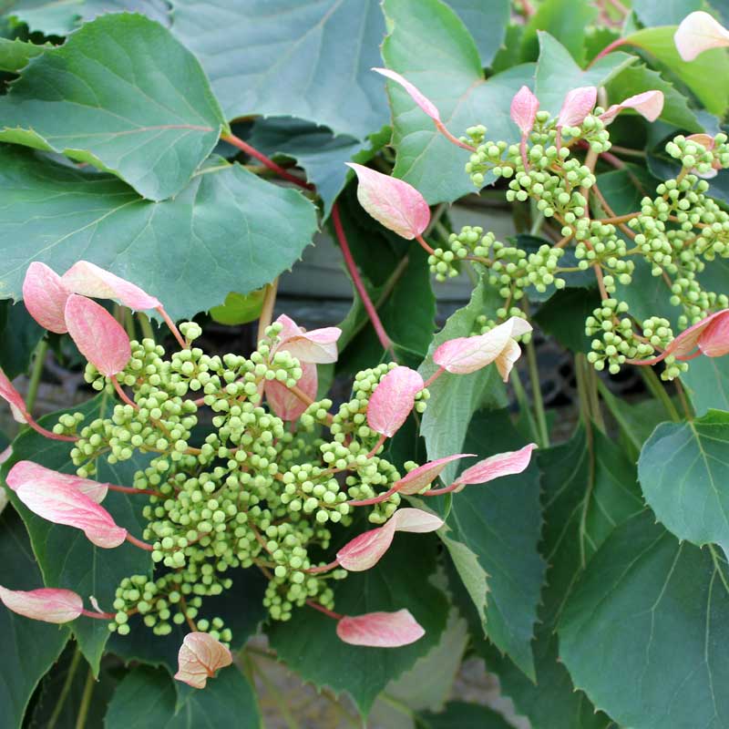 Rose Sensation False Hydrangea Vine has dark green foliage