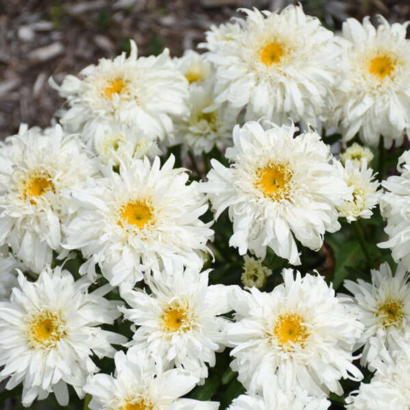 Close-up of Amazing Daisies Marshmallow Shasta Daisy with puffy double white flowers. 