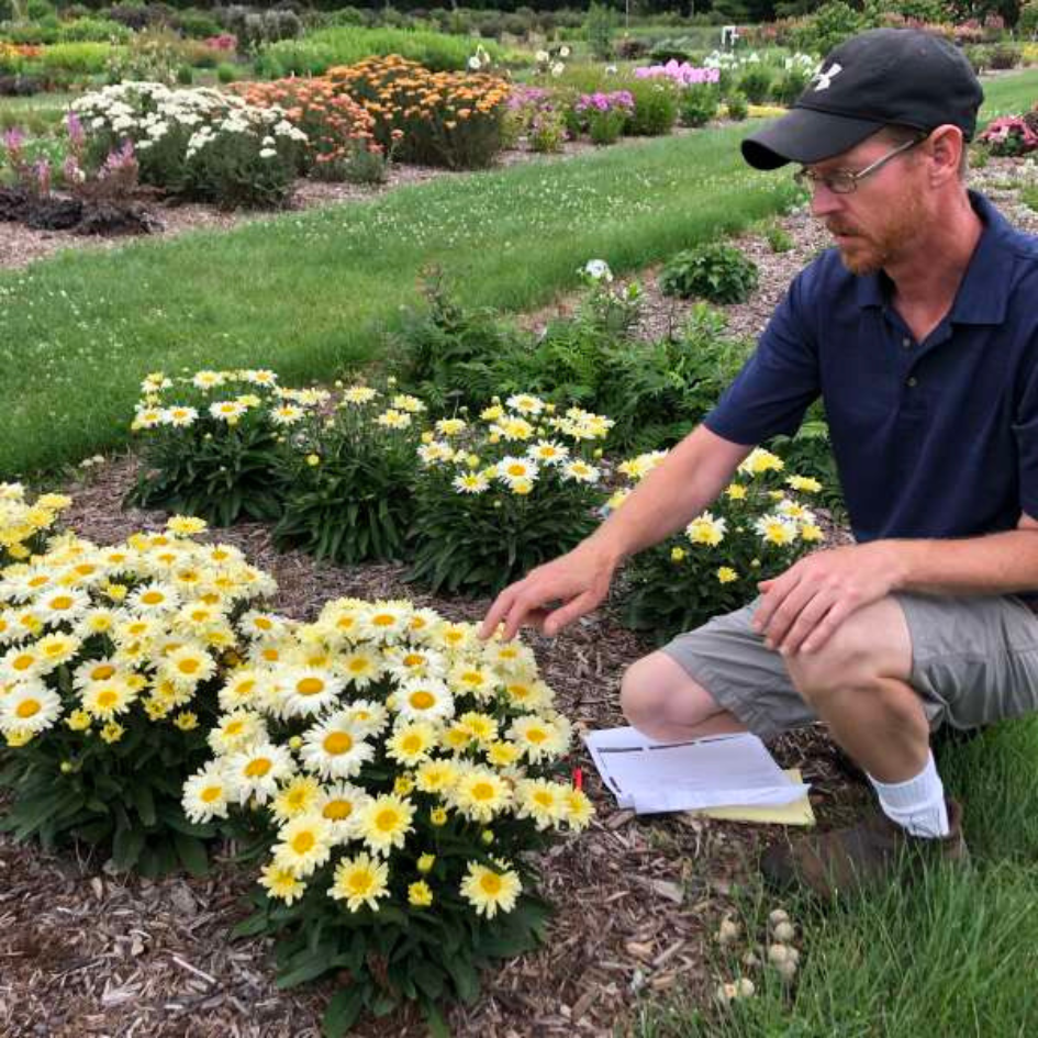 Man kneeling beside Amazing Daisies Banana Cream II Shasta Daisies in a garden. 