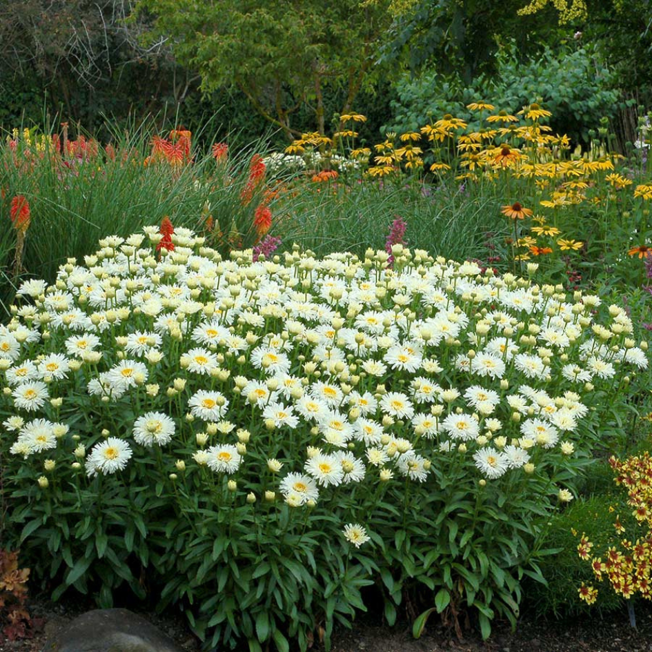 Coconut Double Shasta Daisy with doubled white blooms with yellow centers.