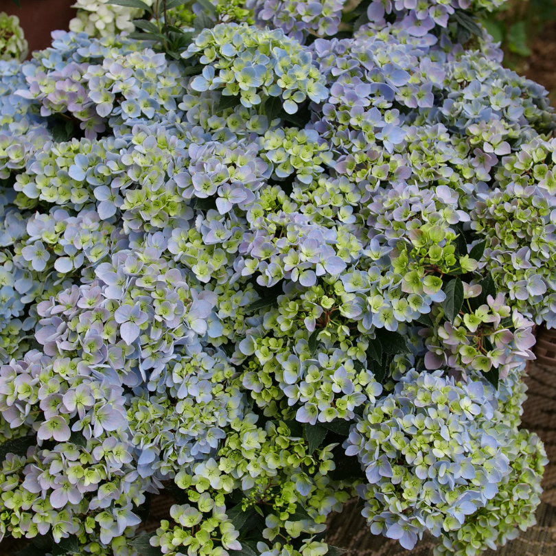 Fairytrail Fresco cascade hydrangea with light green, blue, and purple flowers.