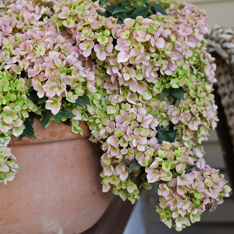 A large pink Fairytrail Fresco Cascade Hydrangea sits on the ledge of a shaded front porch, covered in mophead flowers.