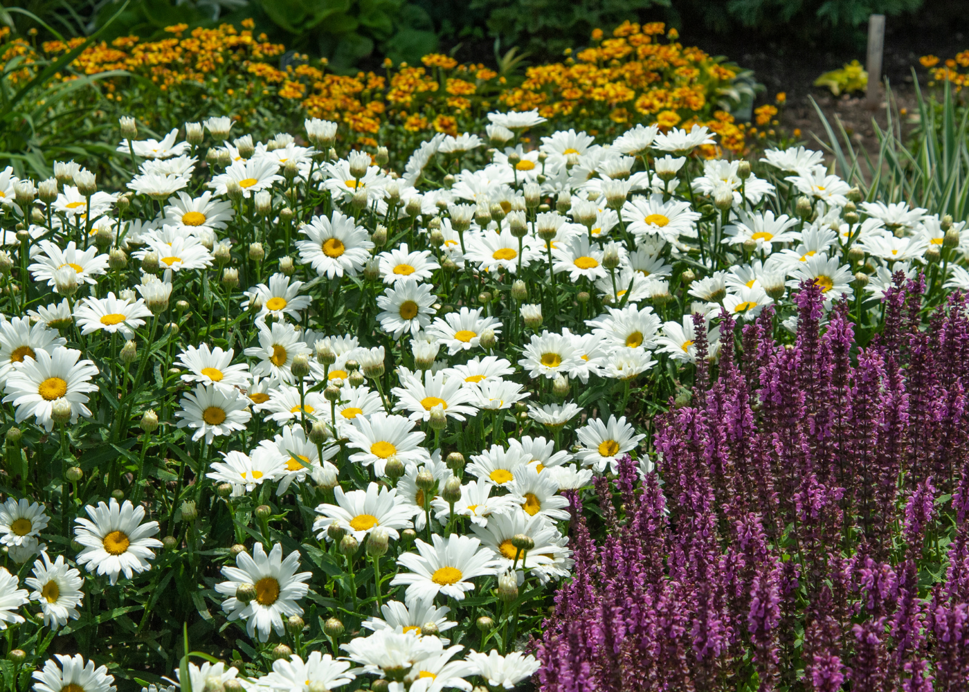 Cheery daisy blooms in a sunny garden bed surrounded by salvia and tickseed