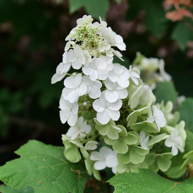 Dense white lacecap flowers with small green buds on Gatsby Glow Ball oakleaf hydrangea.