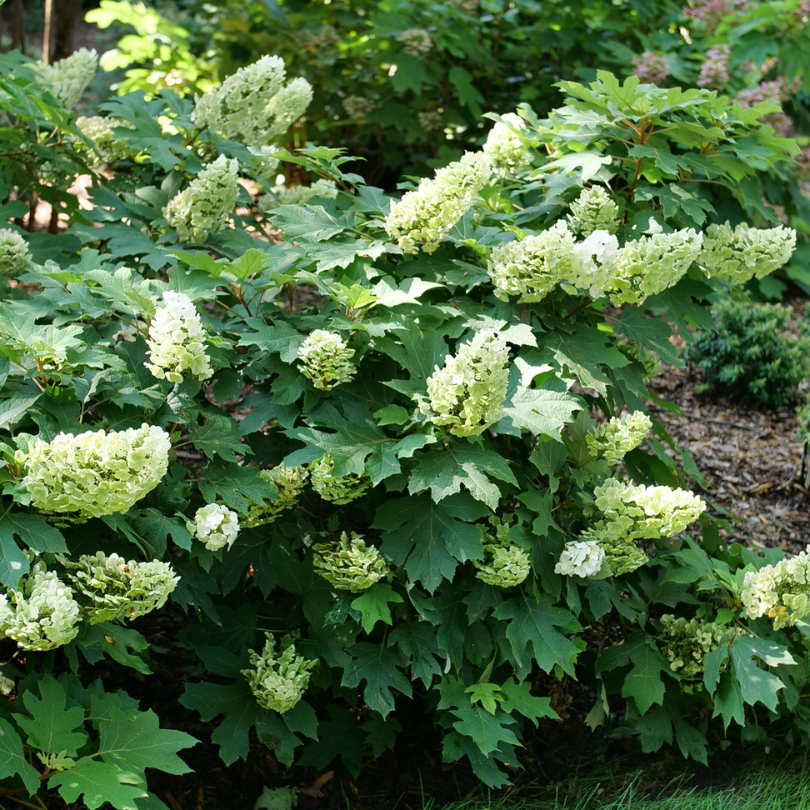 Gatsby Glow Ball oakleaf hydrangea shrubs covered in white flowers in a landscape with evergreens.