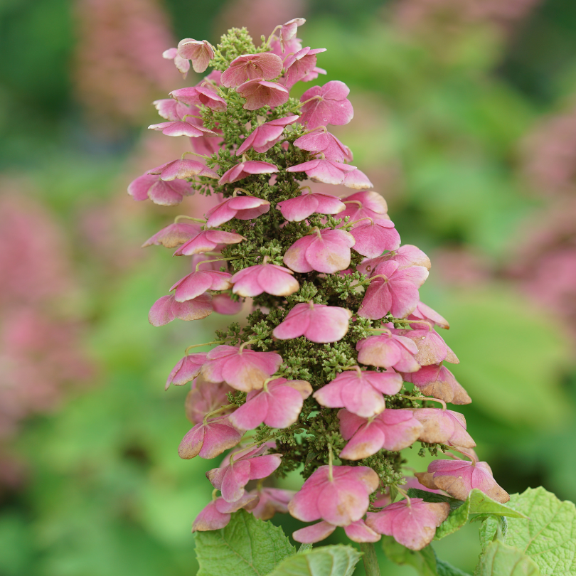 Pink oakleaf hydrangea flowers