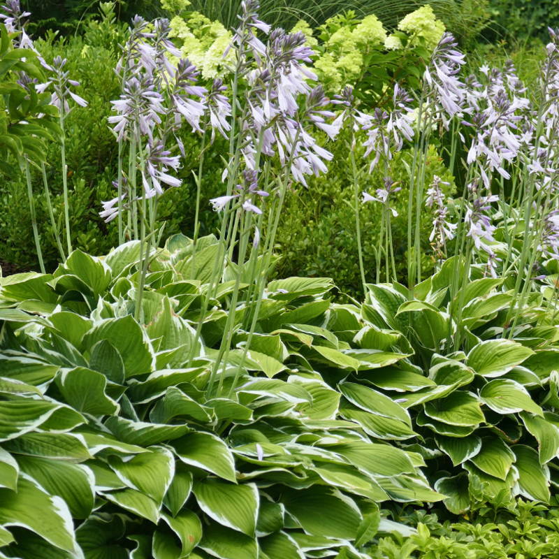 Green hosta foliage with towering purple flowers