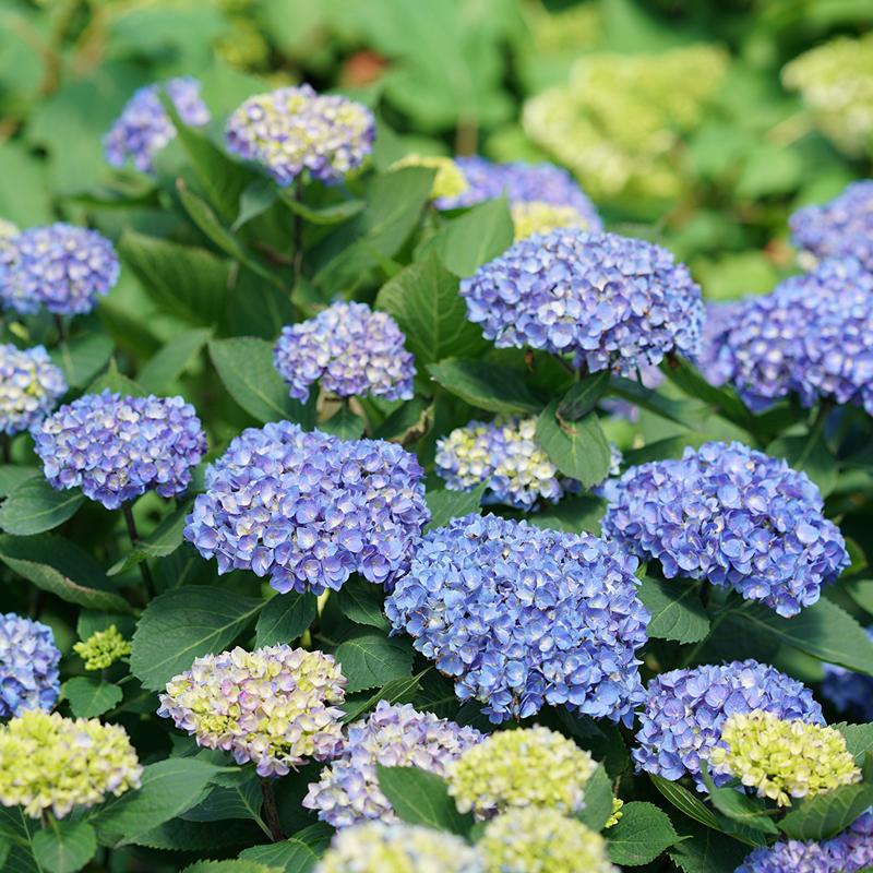 Let's Dance® Rhythmic Blue® Bigleaf Hydrangea has bright blue or pink blooms depending on your soil ph.