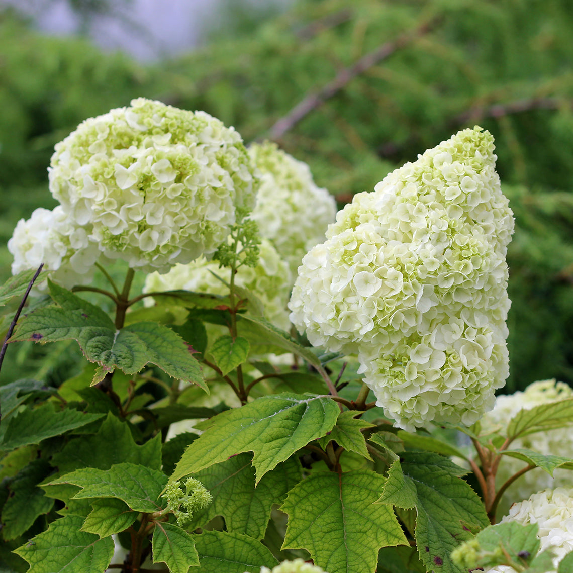 Gatsby Moon oakleaf hydrangea coming into full bloom in summer.