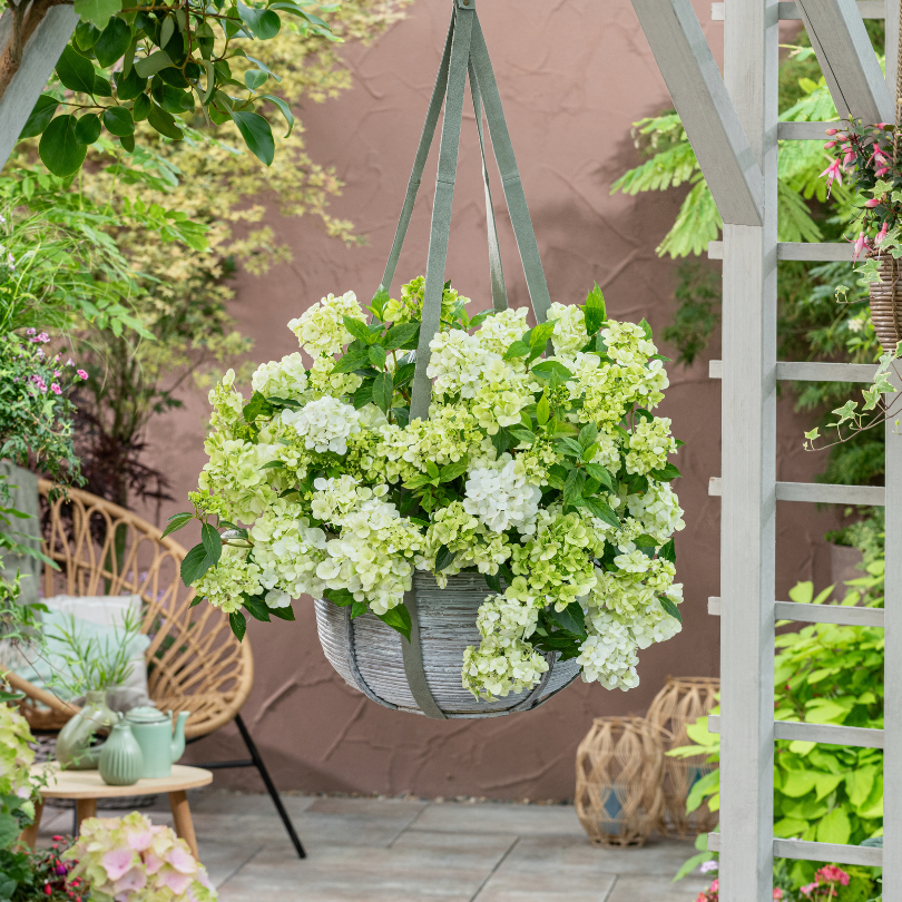 Green cascade hydrangeas in a hanging basket