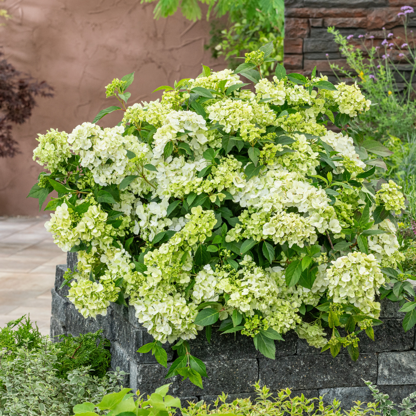 Green cascade hydrangea flowers spilling out of brick border