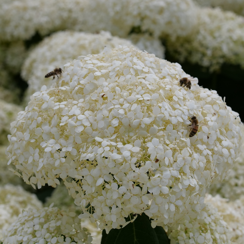 Three bees pollinating the white flowers of Incrediball Storm Proof smooth hydrangea.