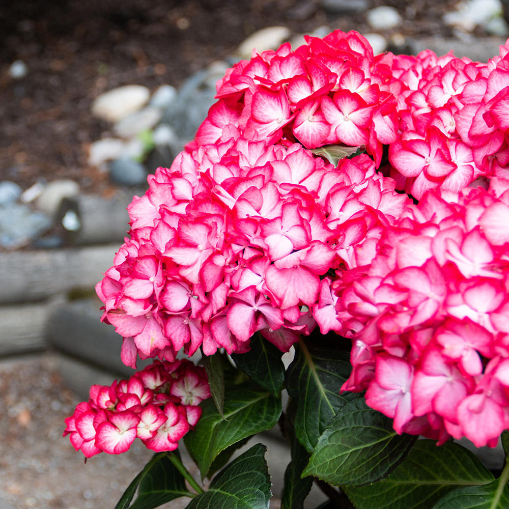Close up picture of Kimono Bigleaf Hydrangea with pink and white flowers and dark green leaves in the garden