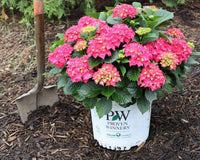 How To Plant Hydrangeas In The Fall: 3 Easy Tips