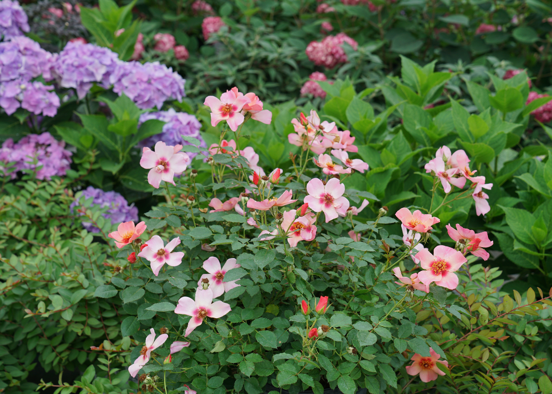 Pink ringo rose planted in front of purple bigleaf hydrangea