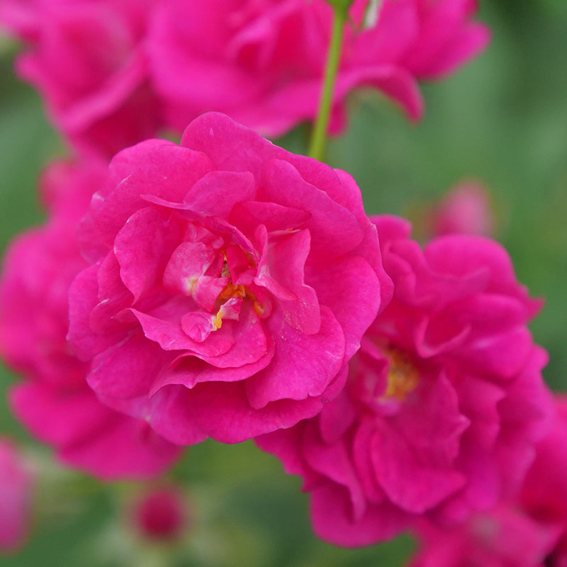 Oso Easy Peasy® Rose has hundreds and hundreds of bright pink blooms for months every year.