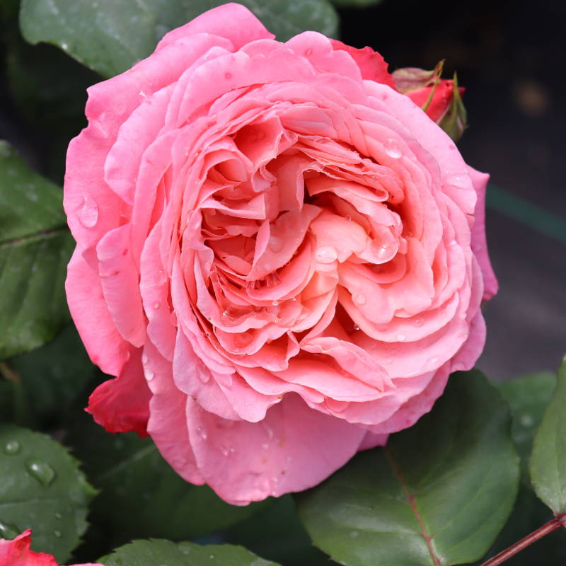 Close up image of pink rose flowers