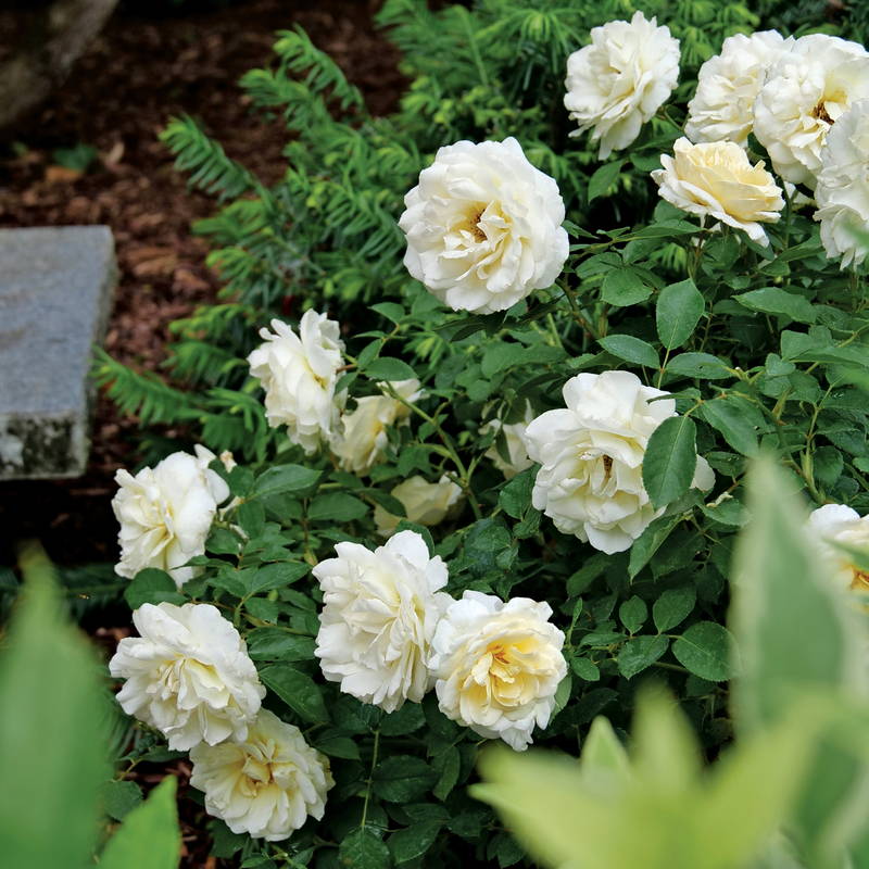 Garden bed full of creamy white rose flowers
