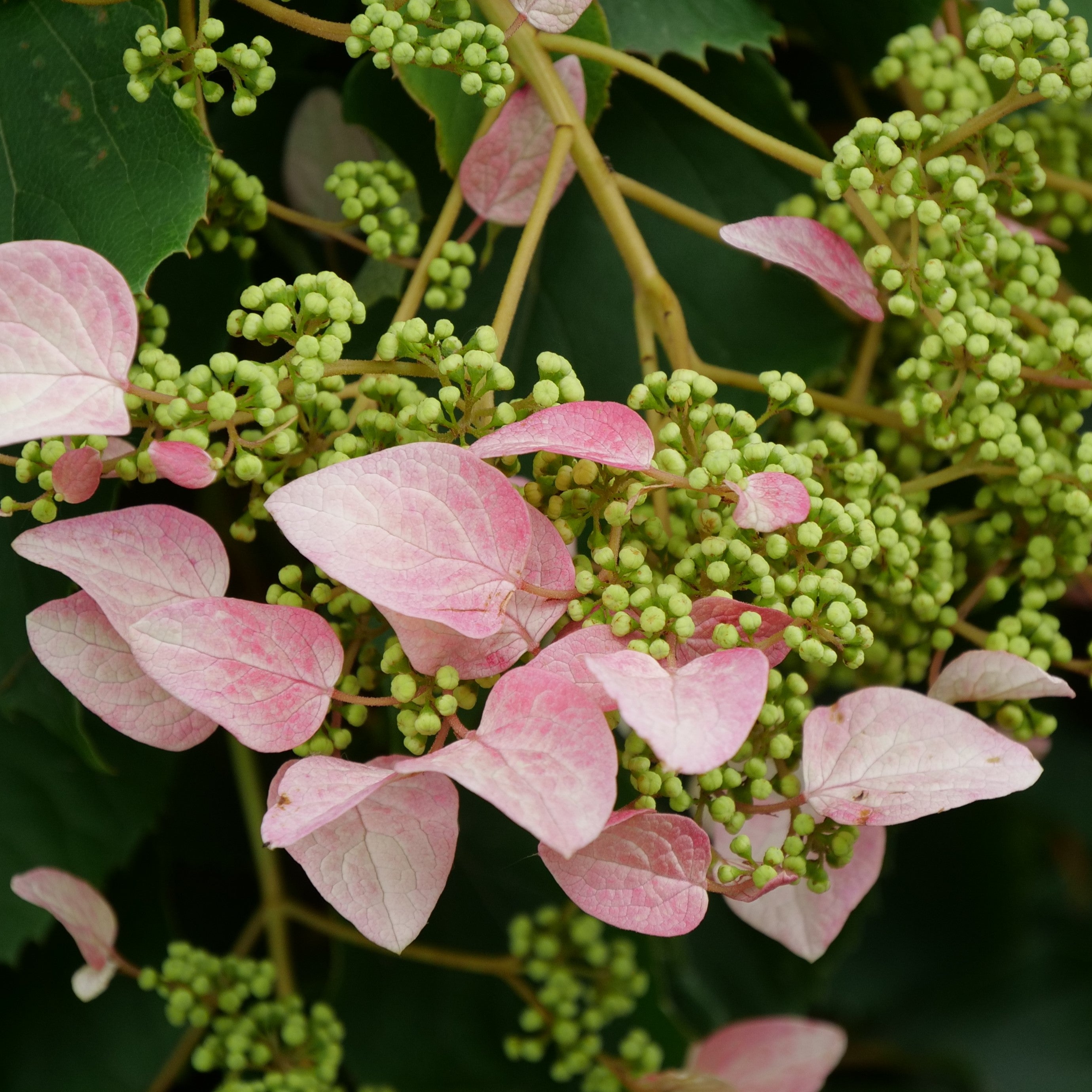 An inflorescence of Rose Sensation false hydrangea vine with hundreds of fertile florets yet to open