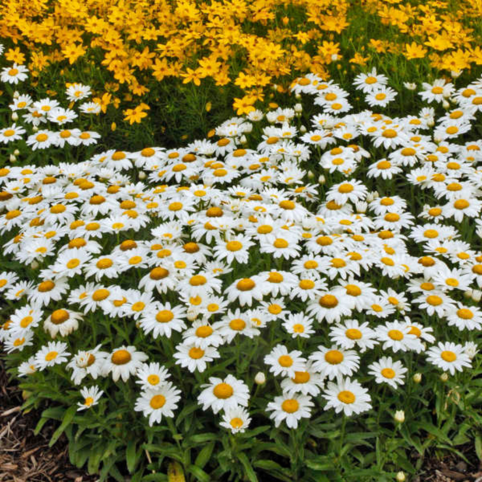 Snowcap Shasta Daisy with large white flowers in a garden with yellow flowers. 