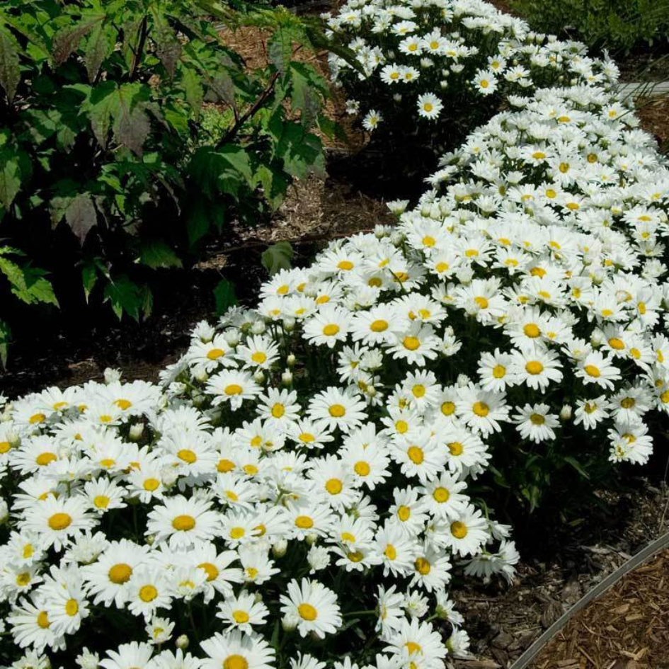 A row of Snowcap Shasta Daisies in a garden. 
