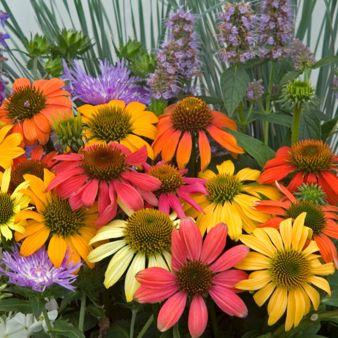 Cheyenne Spirit Coneflower with red, yellow, and orange blooms.