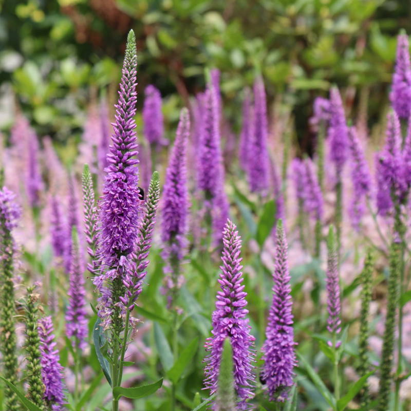 Purple speedwell flower spikes