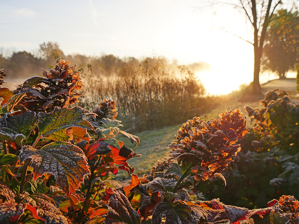 oakleaf hydrangea during the fall