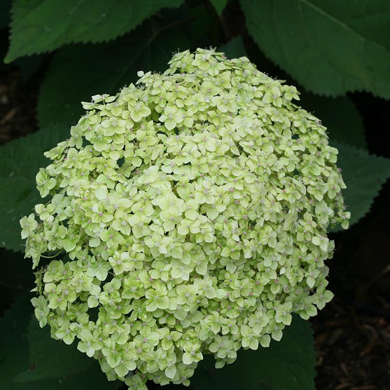 Lime Rickey® Smooth Hydrangea has big round heads of marbleized jade florets.