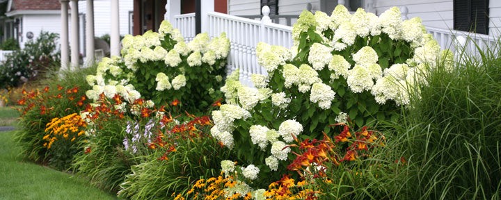 Hydrangeas in Landscaping Around a Home