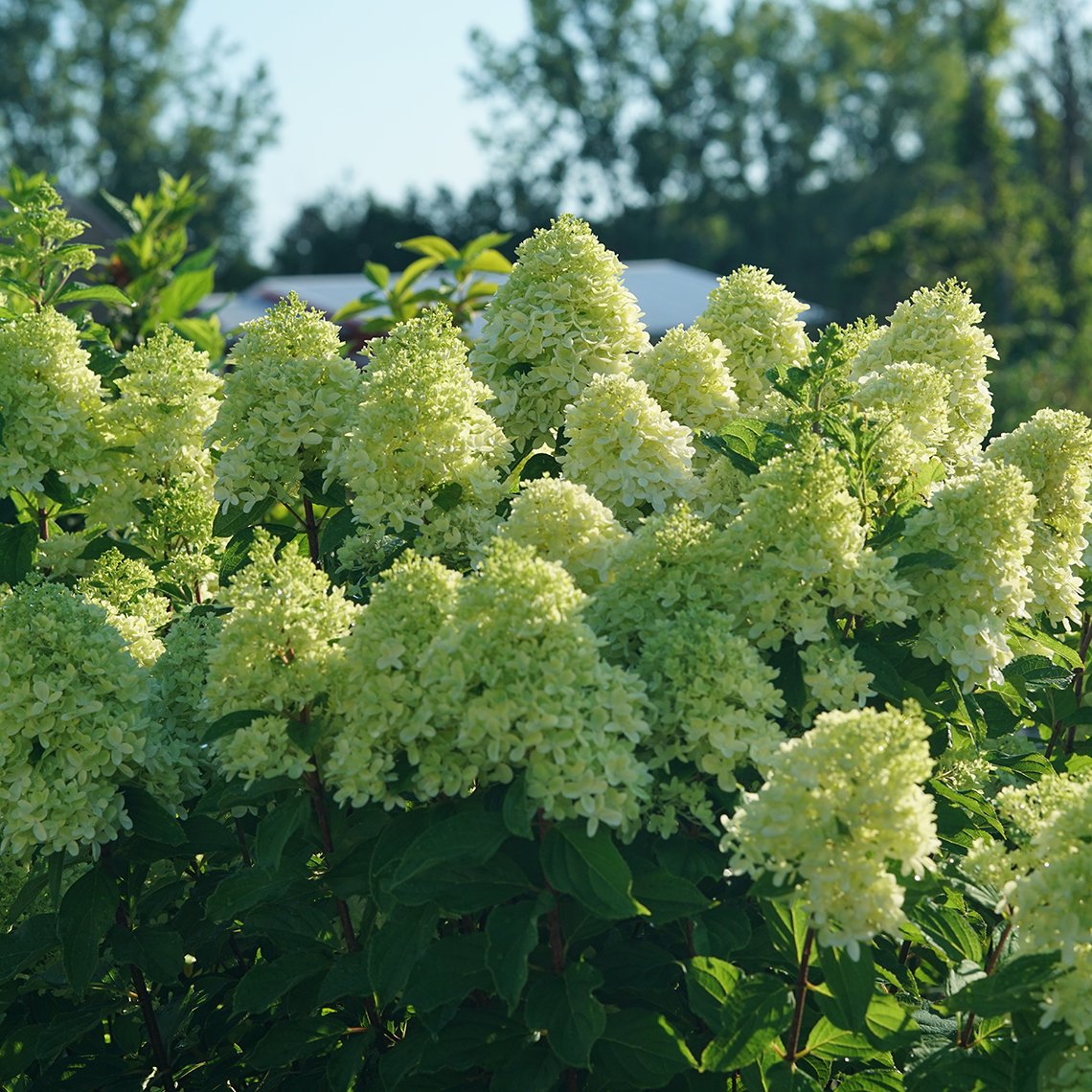 New and improved Limelight Prime features large creamy green flowers in summer.
