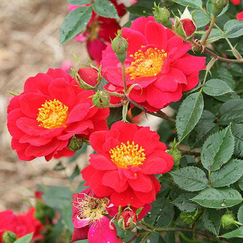 Oso Easy Urban Legend® Rose has luscious true red colors blooming for months.