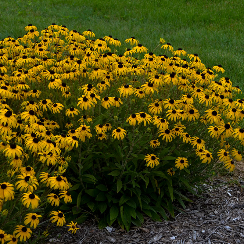 'American Gold Rush' Black-Eyed Susan (Rudbeckia) is a triple crown winning perennial for 2023